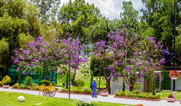 More than 25,000 Jacaranda trees add to Abha’s beauty