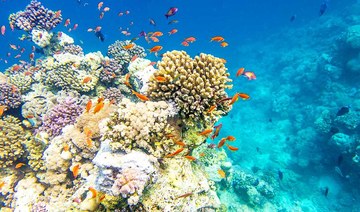 Saudi Arabia’s NEOM and KAUST partner to create the world’s largest coral garden in the Red Sea