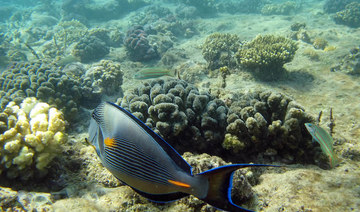 Saudi Arabia ‘working to safeguard the future of world’s coral reefs’