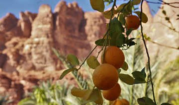 AlUla to celebrate its citrus fruit heritage