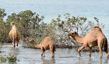 Mangroves: Saudi efforts to protect nature’s guardians of the ecosystem