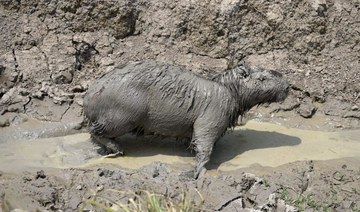 Capybaras, marsh deer, anteaters flee Argentina wildfires; many don’t escape