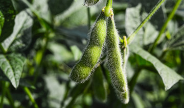 Supply worries push up crops prices, soybeans reach a two-week high 