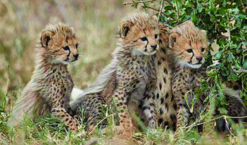 Rare birth of Asiatic cheetah cubs in Iran is a first in captivity