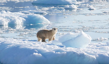 Scientists find new population of polar bears in sea-ice free region