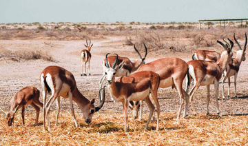 Rhim gazelles graze at the Sawa wildlife reserve in the desert of Samawa in Iraq’s southern province of Al-Muthanna. (AFP)