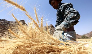 Saudi Grains Organization finalizes tenders to import 495K tons of wheat