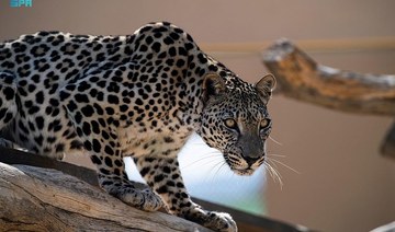 Saudi Arabia’s efforts to protect Arabian Leopard documented by Princess Reema Bint Bandar