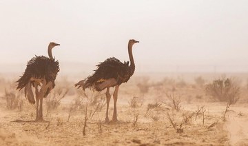 Imam Turki bin Abdullah Royal Natural Reserve home to world’s largest birds