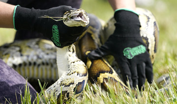 A Burmese python is held during a safe capture demonstration on June 16, 2022, in Miami. (AP)