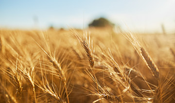 Saudi Grains Organization buys 31k tons of wheat for $15m from local farmers 