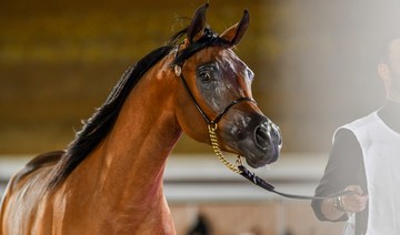 Riyadh’s Arabian Horse Festival kicks off with top breeders