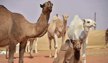 Beauty queens of the desert steal the show at Saudi Arabia’s King Abdulaziz Camel Festival