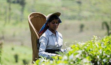 Sri Lanka targets UAE, Saudi Arabia in global tea promotion campaign