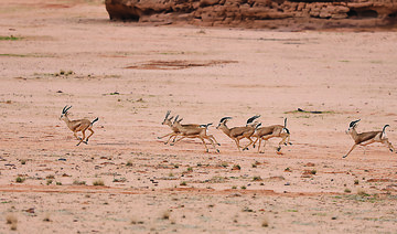 Arabian Leopard Day: Release of oryx, gazelles and ibex paves way for big cat’s return to AlUla