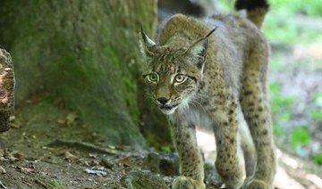 France’s lynx at high risk of extinction
