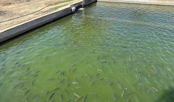 Saudi fish farmer’s secret to success in local water