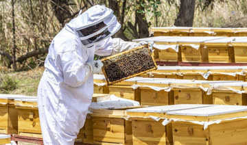 What’s all the buzz about Saudi Arabia’s bees?