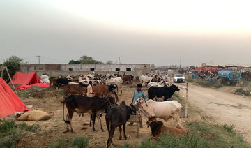 Desperation over inflation undercuts typically booming Eid trade at Islamabad cattle market