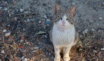 Viral disease killing felines on ‘cat island’ Cyprus