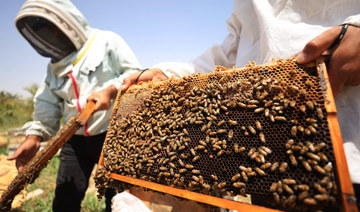 Beekeepers check on bee frames at an apiary in the village of al-Raghila near Hilla in central Iraq on July 6, 2023. (AFP)