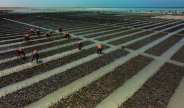 Red Sea Global launches first mangrove nursery in plan to plant 50m trees by 2030