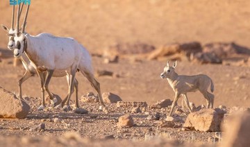 The King Salman bin Abdulaziz Royal Reserve Development Authority is home to a diverse range of wildlife. (SPA)