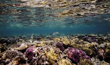 $18m ideas program launched to protect world’s coral reefs