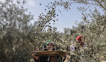 How drought in Europe proved a blessing to Middle Eastern producers of olive oil