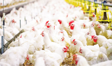 Feathering the nest: Saudi Arabia sees poultry production as key for food security