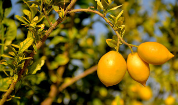 World’s largest sustainable farm is key to Saudi Arabia’s agricultural goals