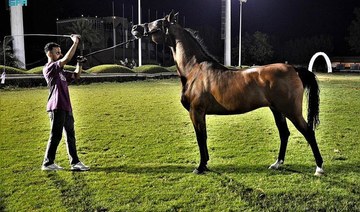 Thrills at Makkah Arabian Horse Show