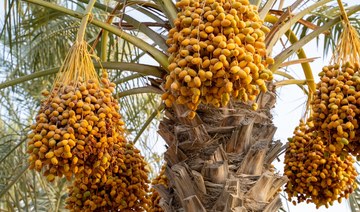 Saudi environment ministry initiates programs to propel agricultural sector growth