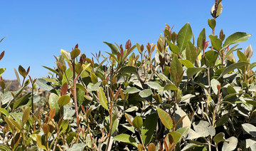 Saudi border guards in Jazan confiscate 225kg of qat