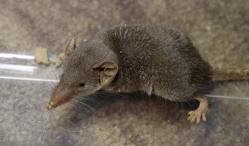 Saudi wildlife center records first rare shrew sighting 