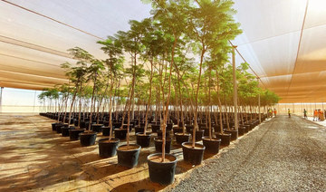 Saudi Arabia to plant 12m trees, shrubs in 2024