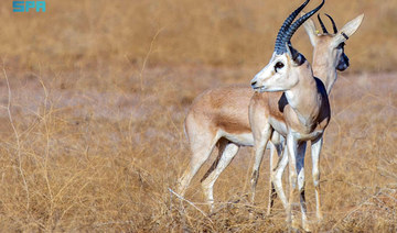 More than 220 endangered species reintroduced to wild in Saudi royal reserves over past 3 years