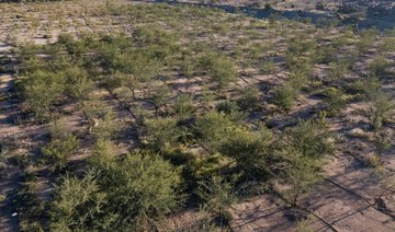 150,000 trees planted in Taif to combat desertification