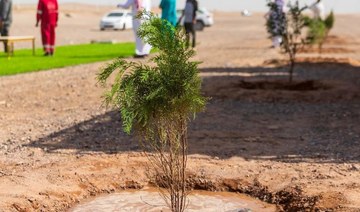 National Water Co. plants 1m trees in Madinah region