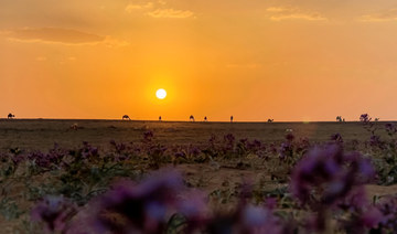 Saudi Arabia highlights importance of COP16, seeks steps to combat desertification and drought 