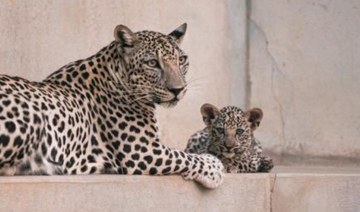 Catwalk aims to preserve Arabian leopards in Saudi Arabia