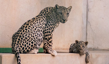 How a Saudi rewilding scheme is bringing the Arabian leopard back from the brink of extinction 