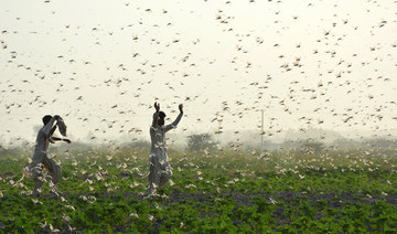 Pakistan, Yemen among countries that faced most locust outbreaks from 1985 to 2020 — study