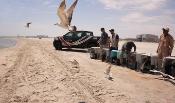 Wildlife center releases 60 seabirds at Al-Azizyah Beach