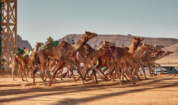 World Endurance Championship camel race begins May 4 in Al-Ula