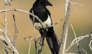 Saudi Arabia’s Asir magpie faces conservation challenges
