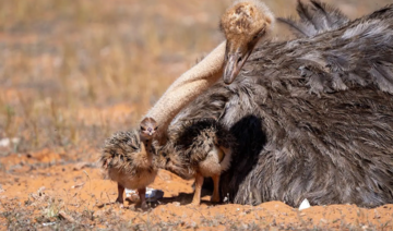 Endangered red-necked ostrich chicks born in royal reserve