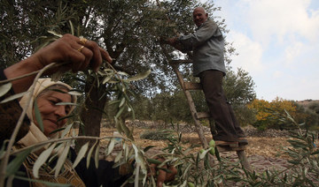 Jordan nominates ancient Mehras olive trees for UNESCO Intangible Cultural Heritage list