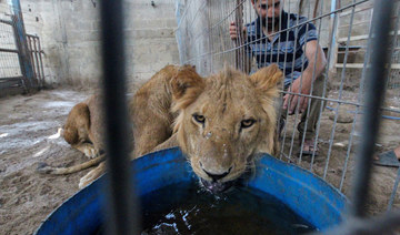 Gaza zookeeper fears for his animals after fleeing Rafah