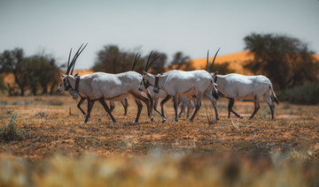 How the Arabian oryx became a symbol of environmental regeneration in Saudi Arabia